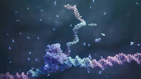 Trattamento Per Streptococcus Pyogenes